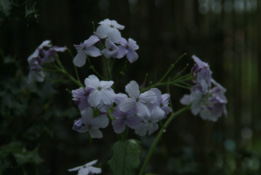 Lunaria redivivaWilde-, Vaste judaspenning bestellen